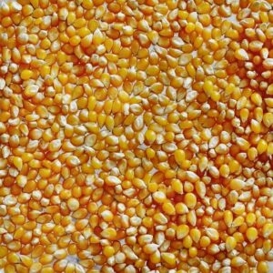 Popcorn kernels